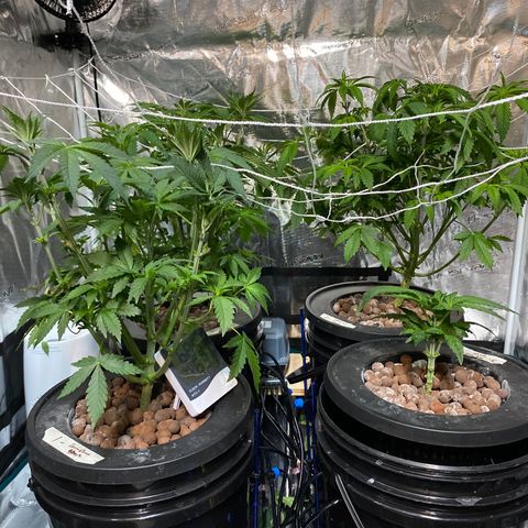 Plant 1 growlog timeline photo