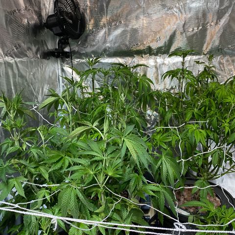 Plant 1 growlog timeline photo
