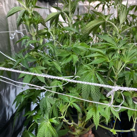Plant 1 growlog timeline photo
