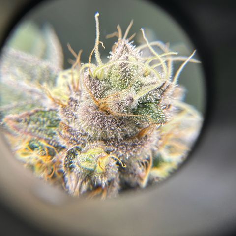 Plant 1 growlog timeline photo
