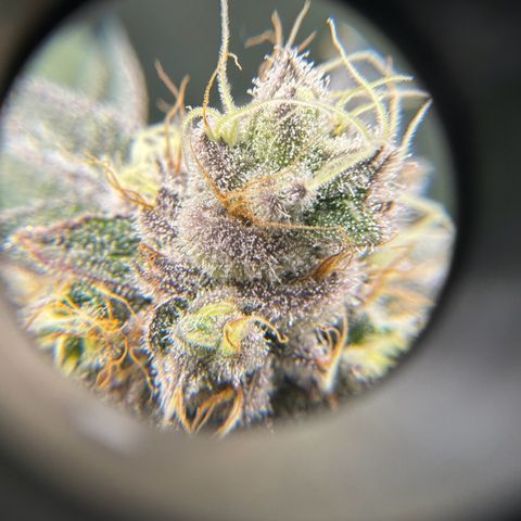 Plant 1 growlog timeline photo