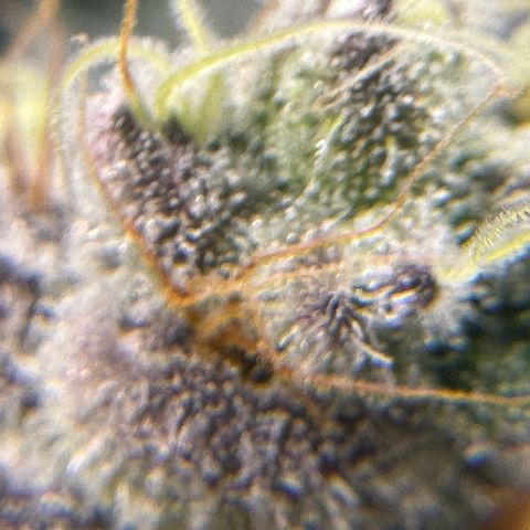 Plant 1 growlog timeline photo