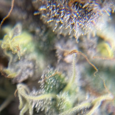 Plant 1 growlog timeline photo