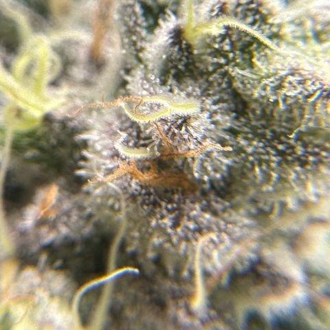 Plant 1 growlog timeline photo
