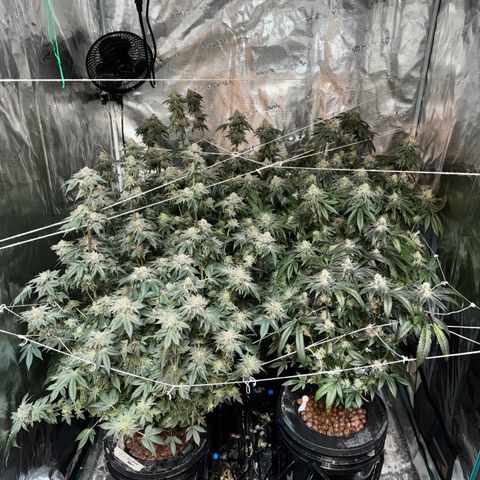 Plant 1 growlog timeline photo