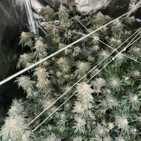 Plant 1 growlog timeline photo