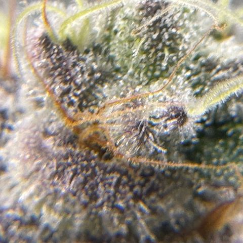 Plant 1 growlog timeline photo