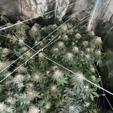 Plant 1 growlog timeline photo