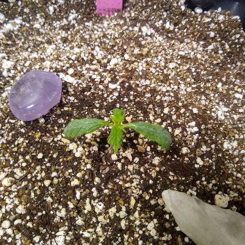 Purple Dream growlog timeline photo