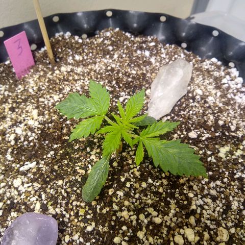 Purple Dream growlog timeline photo