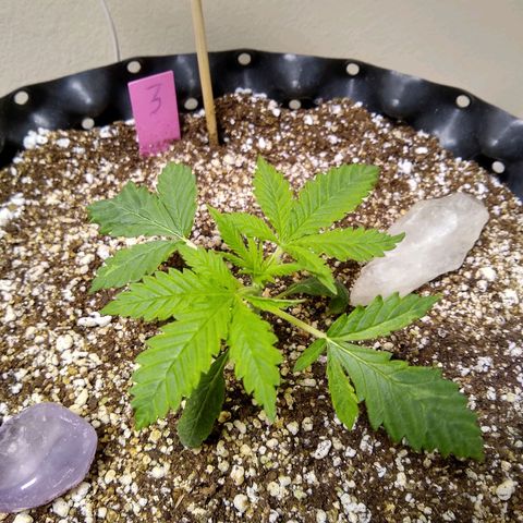 Purple Dream growlog timeline photo