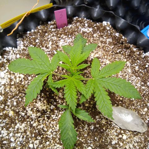 Purple Dream growlog timeline photo