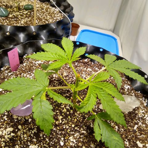 Purple Dream growlog photo: Poda top no 4° nó. Mantive algumas folhas.