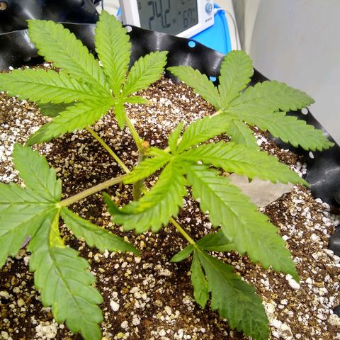 Purple Dream growlog timeline photo