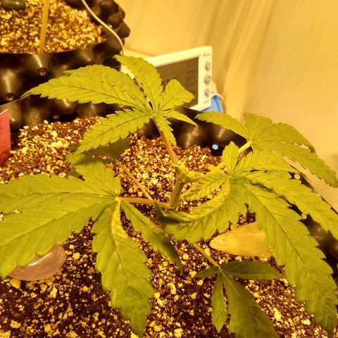 Purple Dream growlog timeline photo