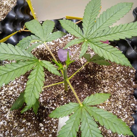 Purple Dream growlog timeline photo