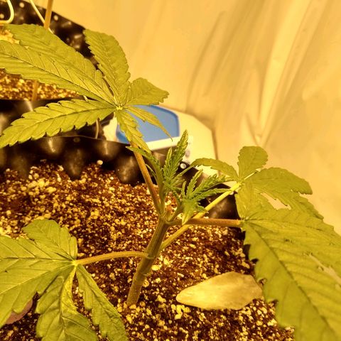 Purple Dream growlog timeline photo