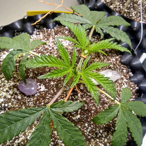 Purple Dream growlog timeline photo