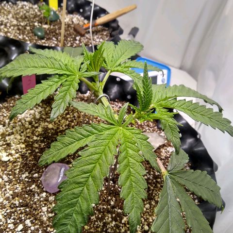 Purple Dream growlog timeline photo