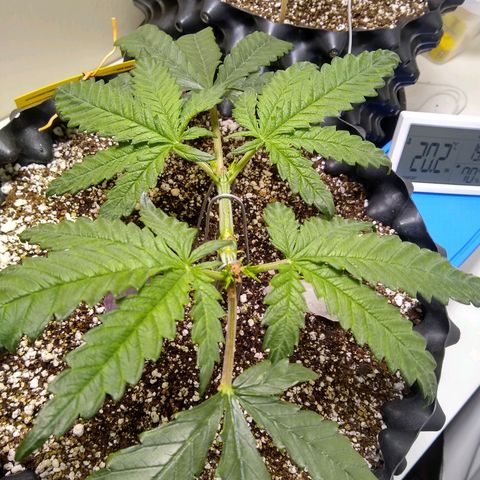 Purple Dream growlog photo: 2° poda.