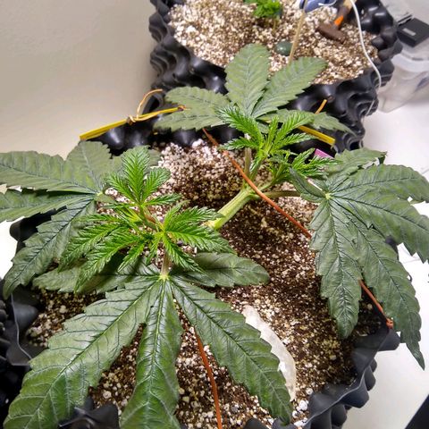 Purple Dream growlog timeline photo