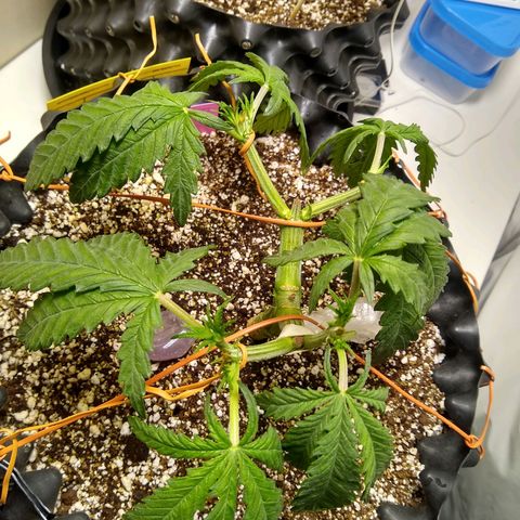 Purple Dream growlog timeline photo