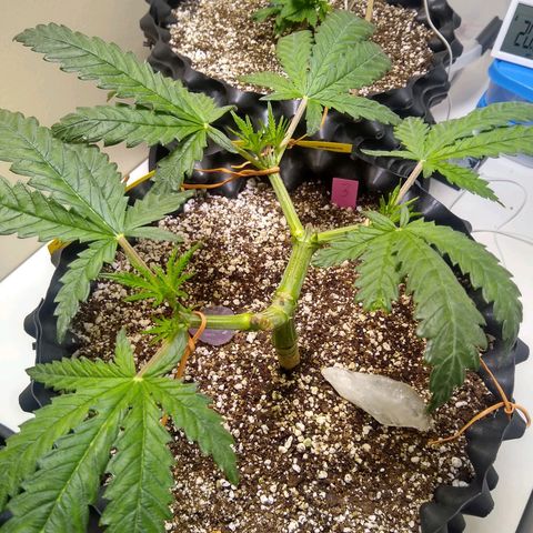 Purple Dream growlog timeline photo