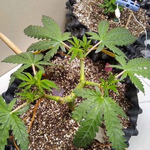 Purple Dream growlog timeline photo