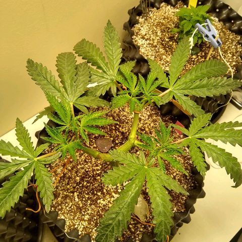 Purple Dream growlog timeline photo