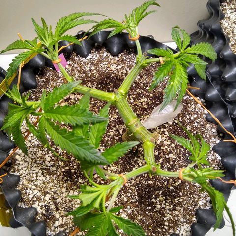 Purple Dream growlog timeline photo