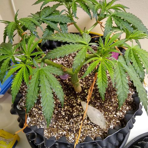 Purple Dream growlog timeline photo