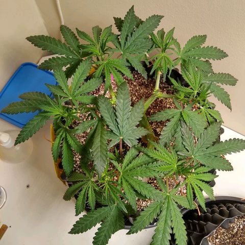 Purple Dream growlog timeline photo