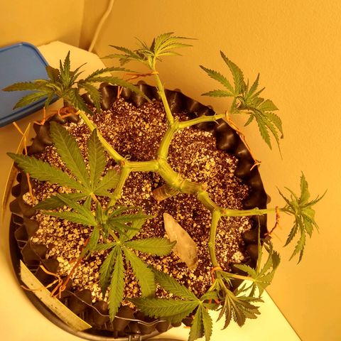 Purple Dream growlog timeline photo