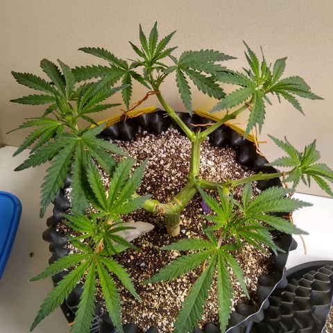 Purple Dream growlog timeline photo