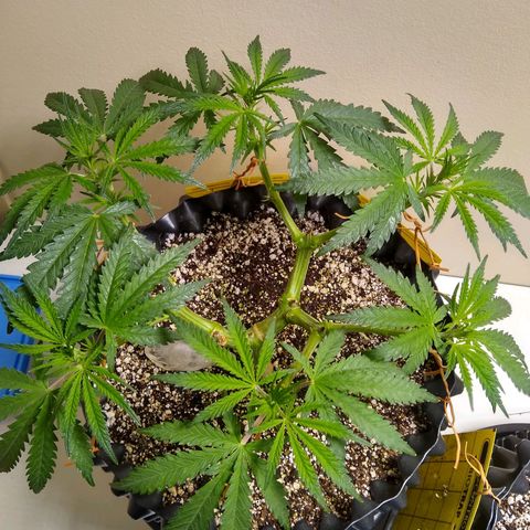 Purple Dream growlog timeline photo