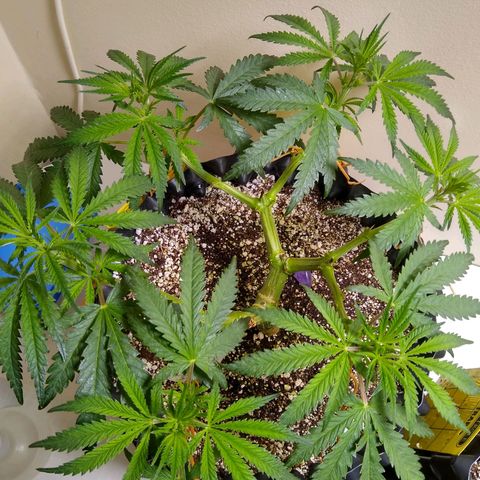 Purple Dream growlog timeline photo