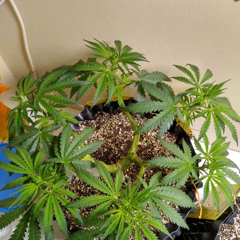 Purple Dream growlog timeline photo