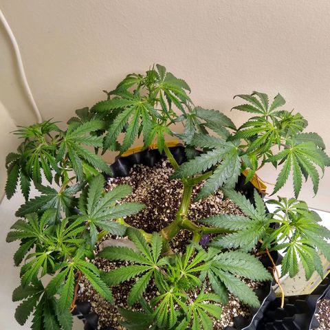 Purple Dream growlog timeline photo