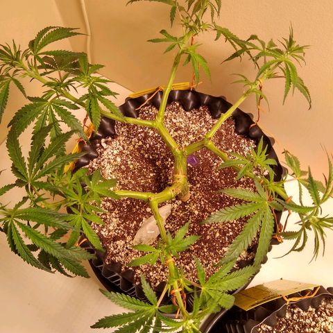 Purple Dream growlog timeline photo