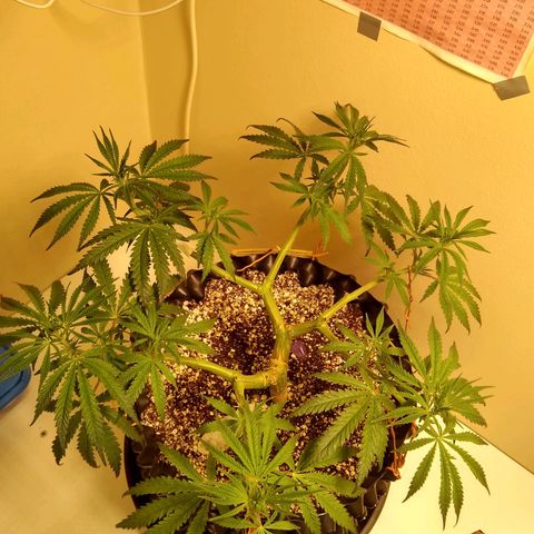 Purple Dream growlog timeline photo