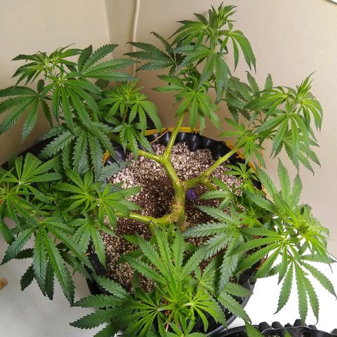 Purple Dream growlog timeline photo