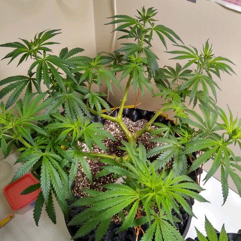 Purple Dream growlog photo: Mudança de Fotoperíodo.