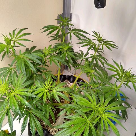 Purple Dream growlog timeline photo