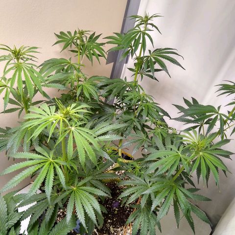 Purple Dream growlog timeline photo