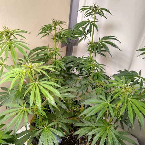Purple Dream growlog timeline photo