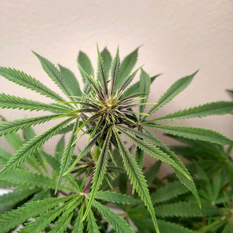 Purple Dream growlog timeline photo
