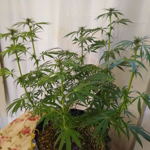 Purple Dream growlog timeline photo