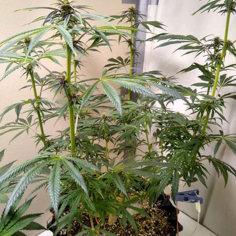 Purple Dream growlog timeline photo