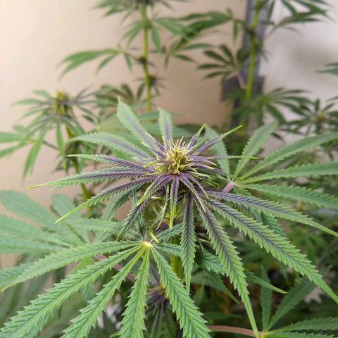 Purple Dream growlog timeline photo