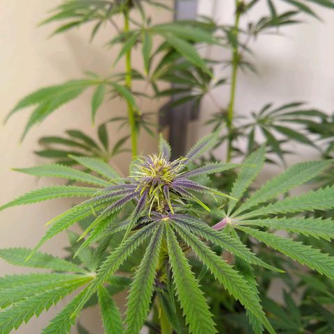 Purple Dream growlog timeline photo